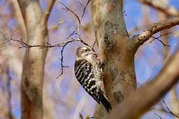 コゲラ 東京都立小金井公園 2018年12月8日(土)