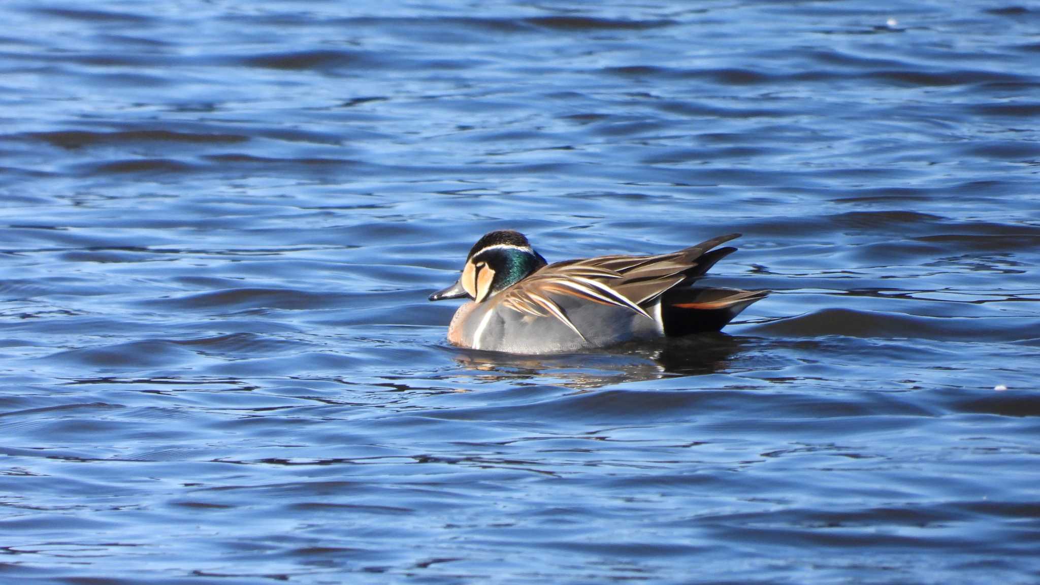 Photo of Baikal Teal at 下田公園(青森県おいらせ町) by 緑の風