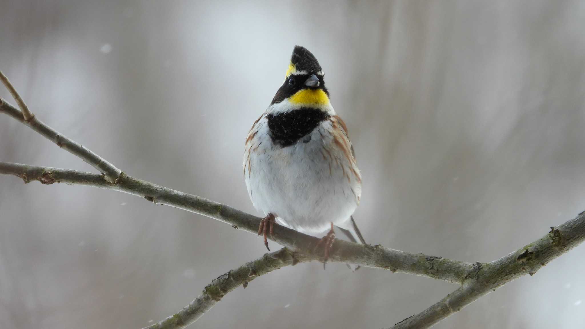 Photo of Yellow-throated Bunting at 舘野公園(青森県六戸町) by 緑の風