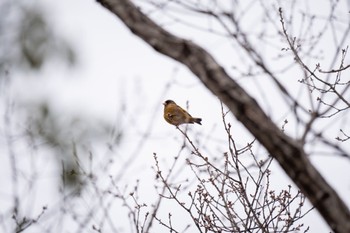 Grey-capped Greenfinch 大和民族公園(奈良県) Sun, 3/17/2024