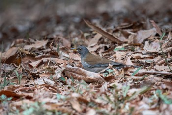 Pale Thrush 大和民族公園(奈良県) Sun, 3/17/2024