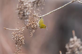 Warbling White-eye 大和民族公園(奈良県) Sun, 3/17/2024