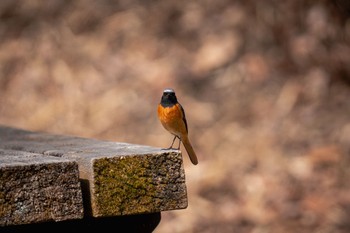 Daurian Redstart 大和民族公園(奈良県) Sun, 3/17/2024