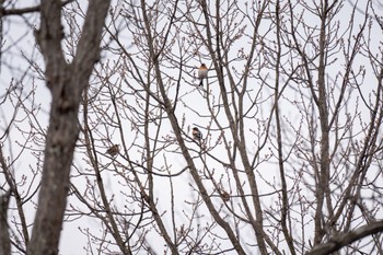 Brambling 大和民族公園(奈良県) Sun, 3/17/2024