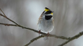 Yellow-throated Bunting 舘野公園(青森県六戸町) Sun, 3/10/2024