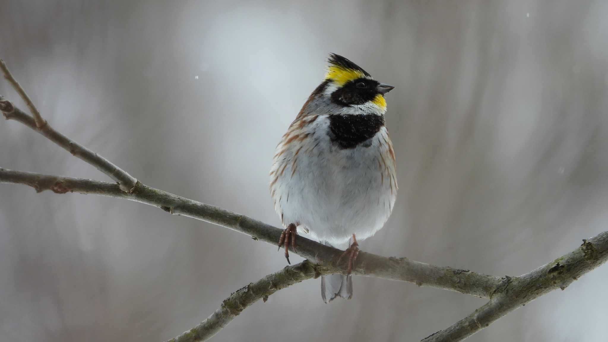 Photo of Yellow-throated Bunting at 舘野公園(青森県六戸町) by 緑の風