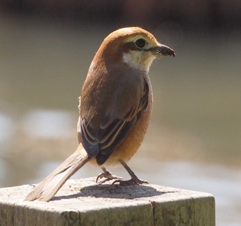 Bull-headed Shrike 洗足池(大田区) Sun, 3/10/2024