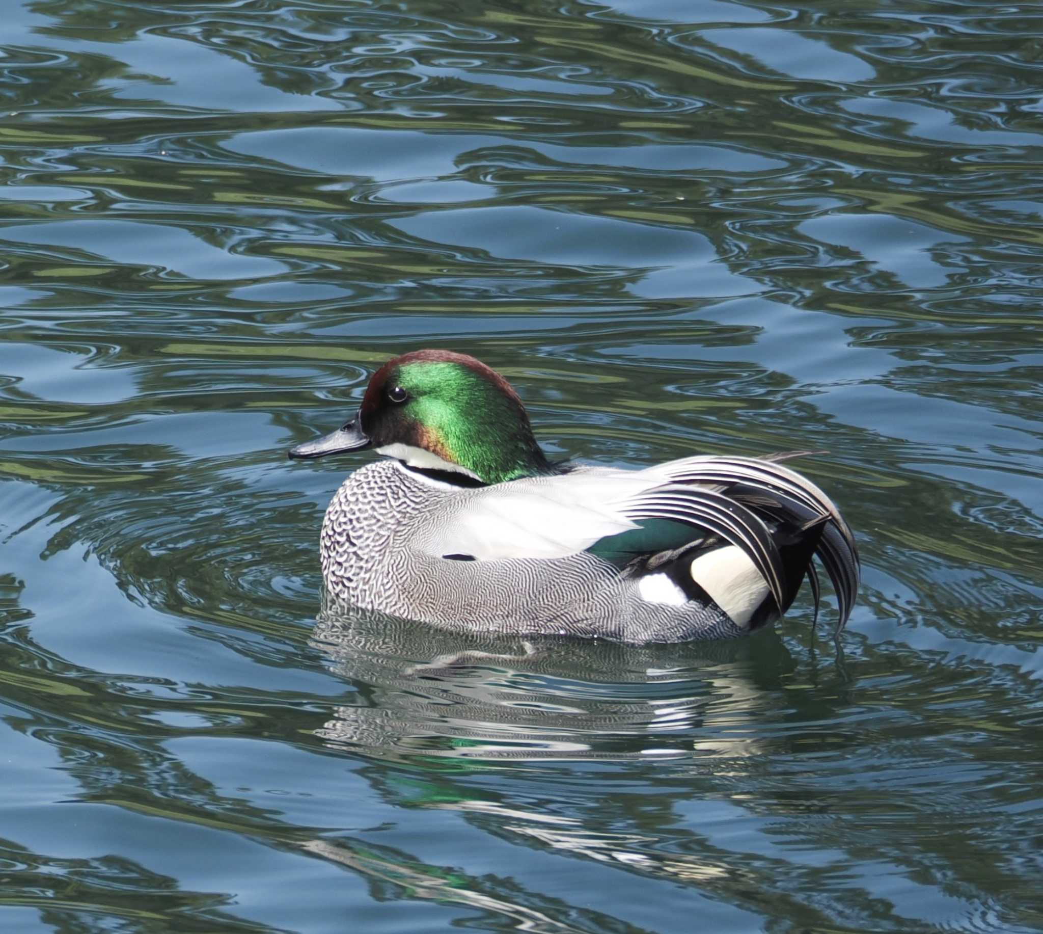 Photo of Falcated Duck at Imperial Palace by Ayako Handa