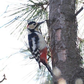 Great Spotted Woodpecker Mizumoto Park Sat, 3/16/2024