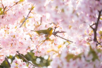 メジロ 奈良市内 2024年3月16日(土)