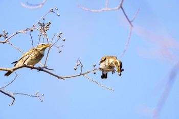 ツグミ 奈良公園 2024年3月16日(土)