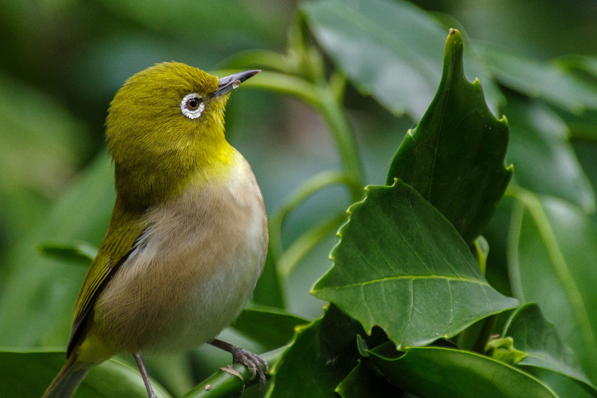 Photo of Warbling White-eye at Meiji Jingu(Meiji Shrine) by Marco Birds