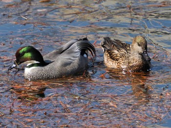 Sat, 3/16/2024 Birding report at Imperial Palace