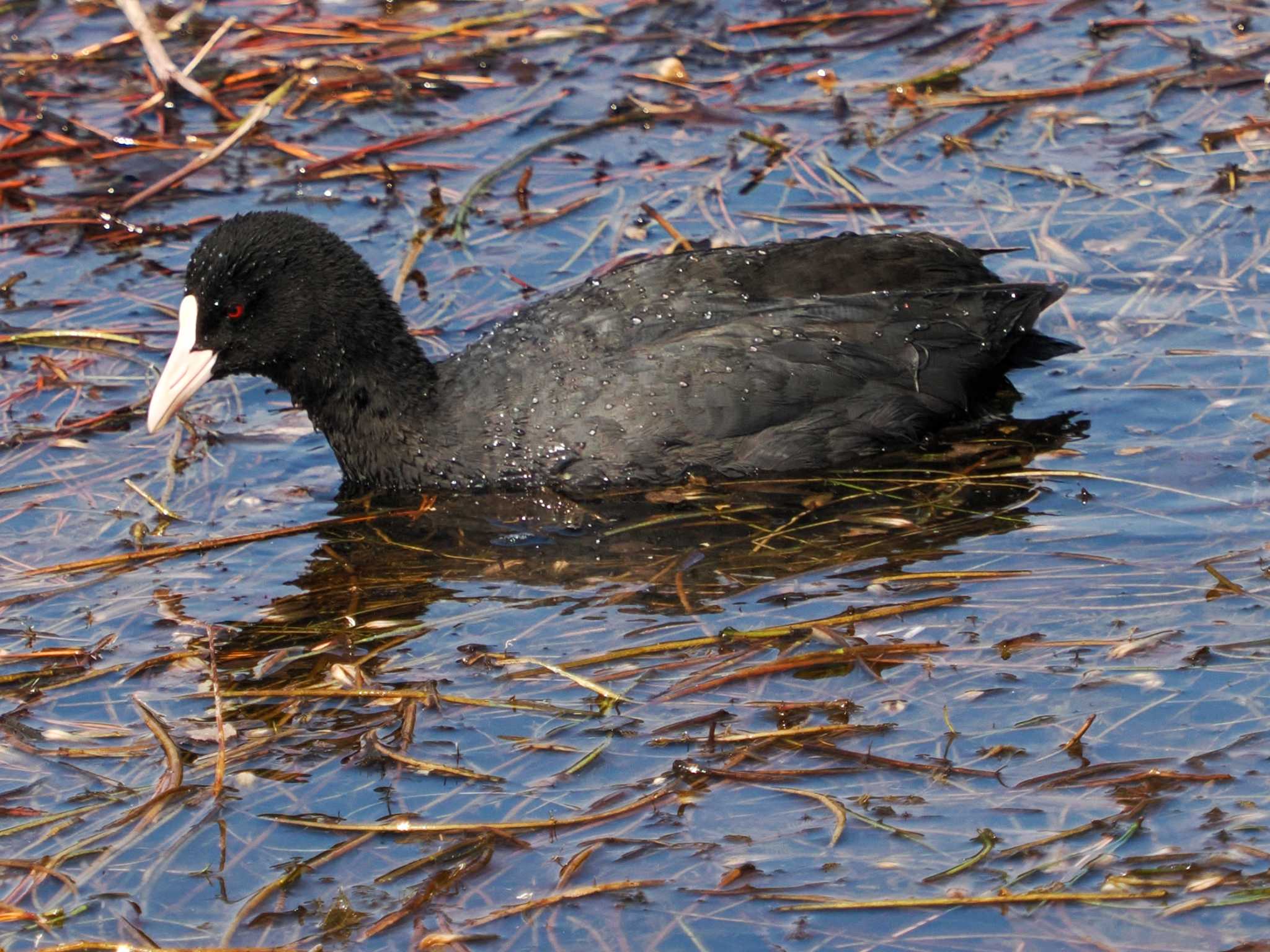 Eurasian Coot