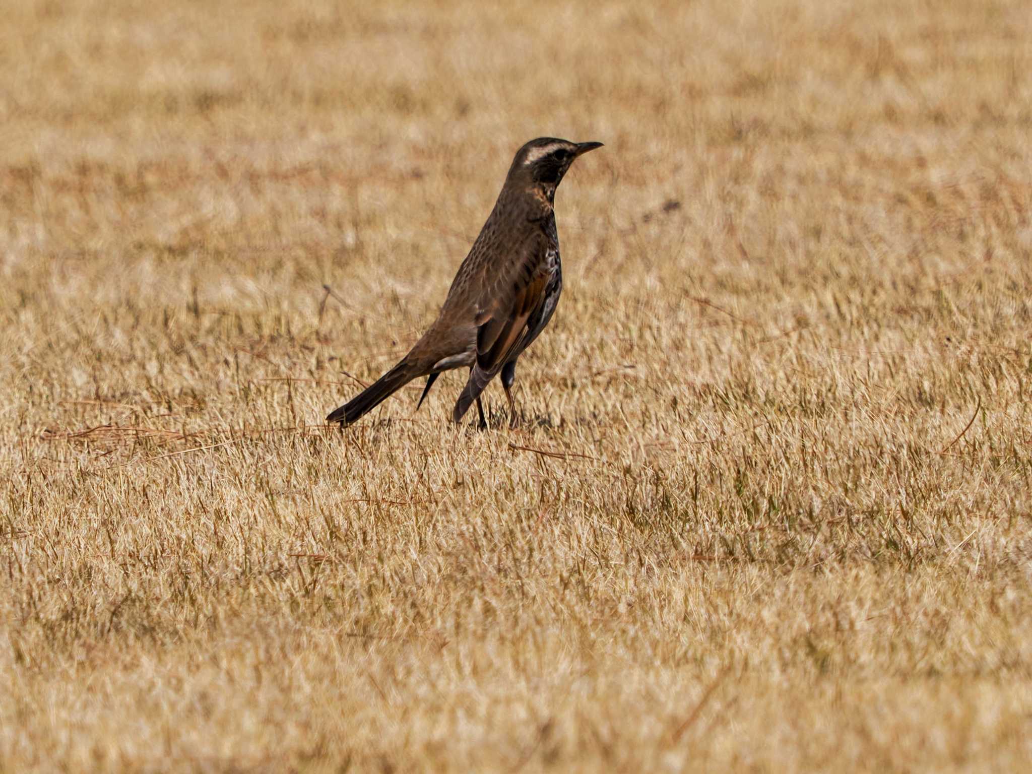 Dusky Thrush