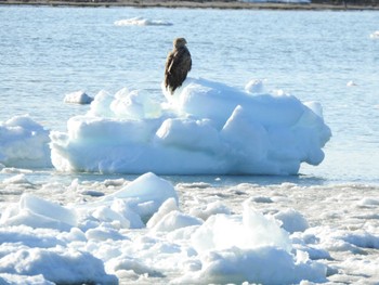 White-tailed Eagle 浜中町火散布 Sun, 3/10/2024