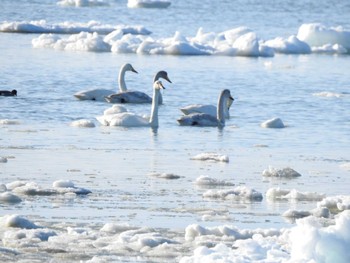 Whooper Swan 浜中町火散布 Sun, 3/10/2024