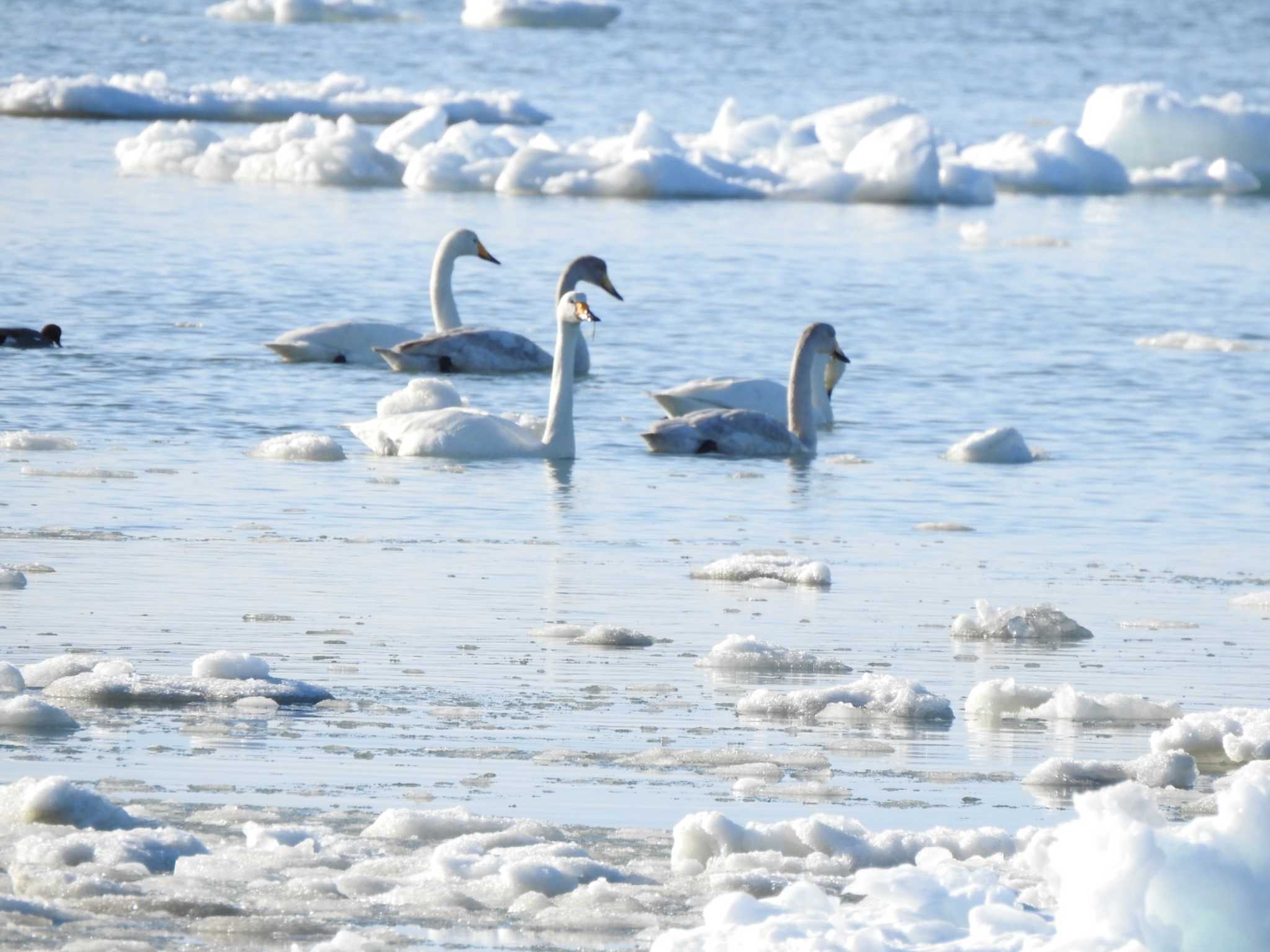 Photo of Whooper Swan at 浜中町火散布 by ノビタキ王国の住民 