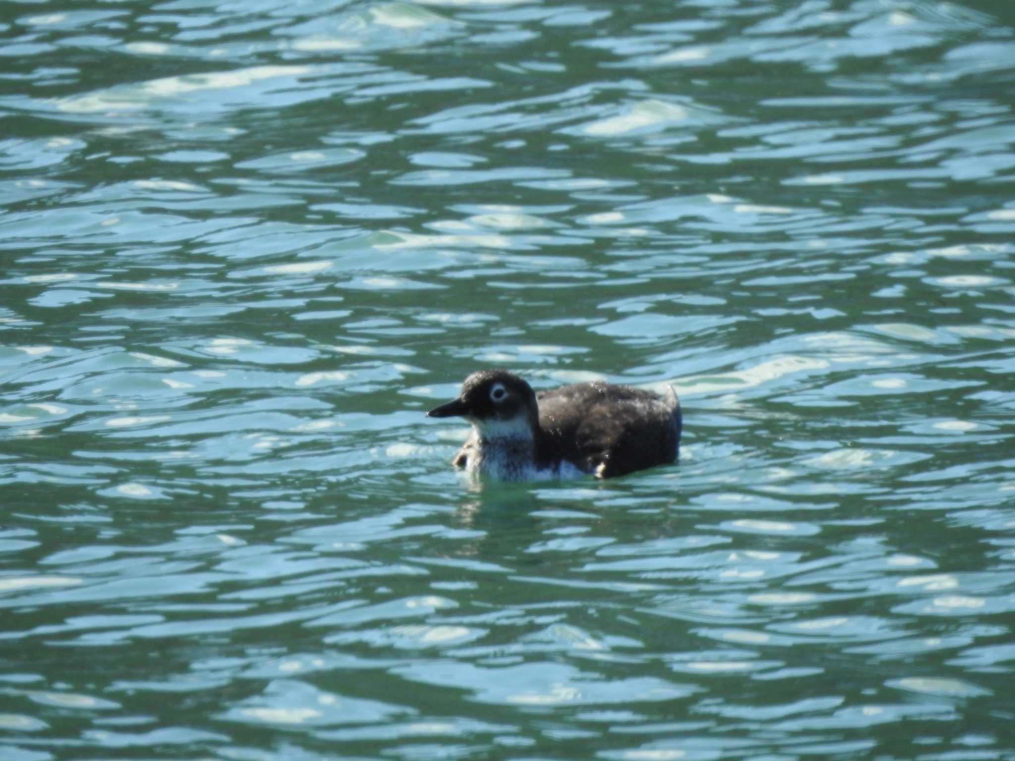 Spectacled Guillemot