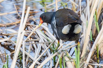 Common Moorhen Nogawa Sun, 3/17/2024