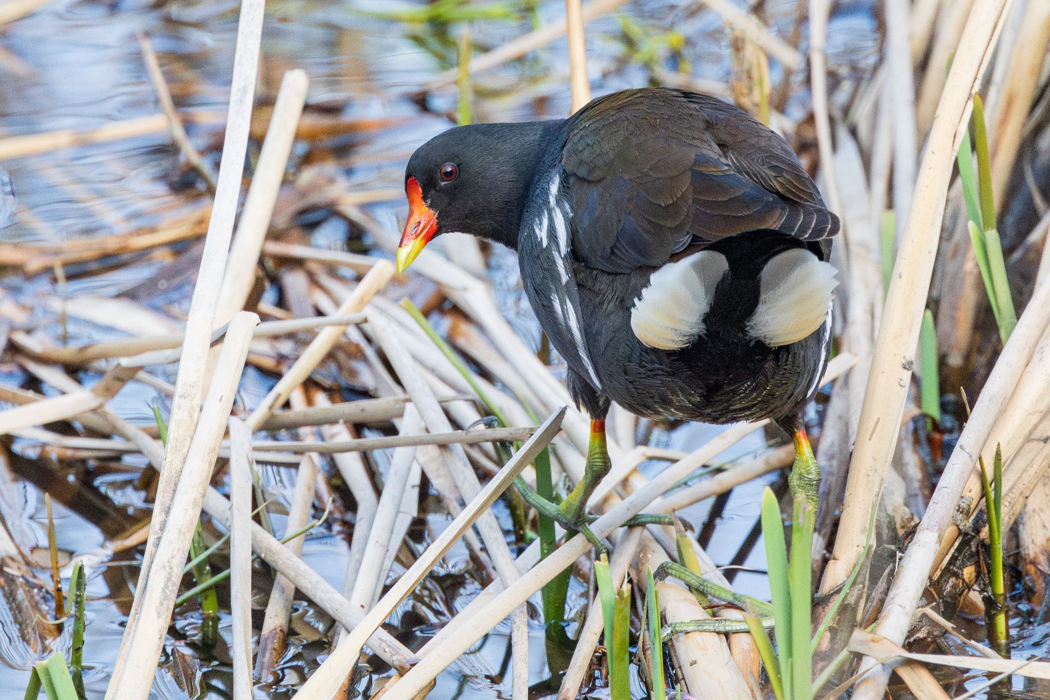 Common Moorhen