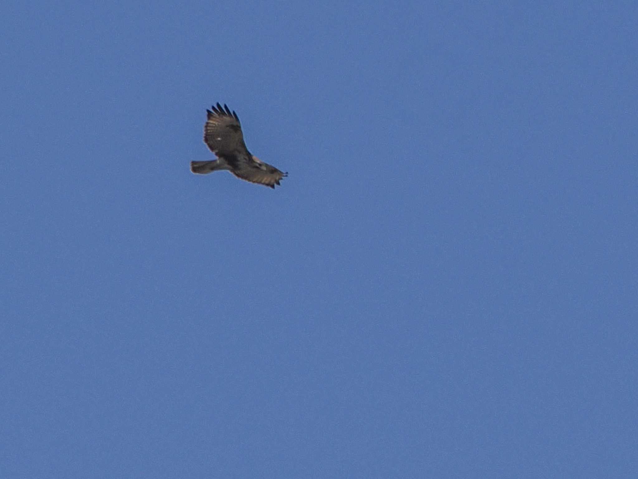 Eastern Buzzard