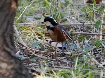 Varied Tit Imperial Palace Sat, 3/16/2024