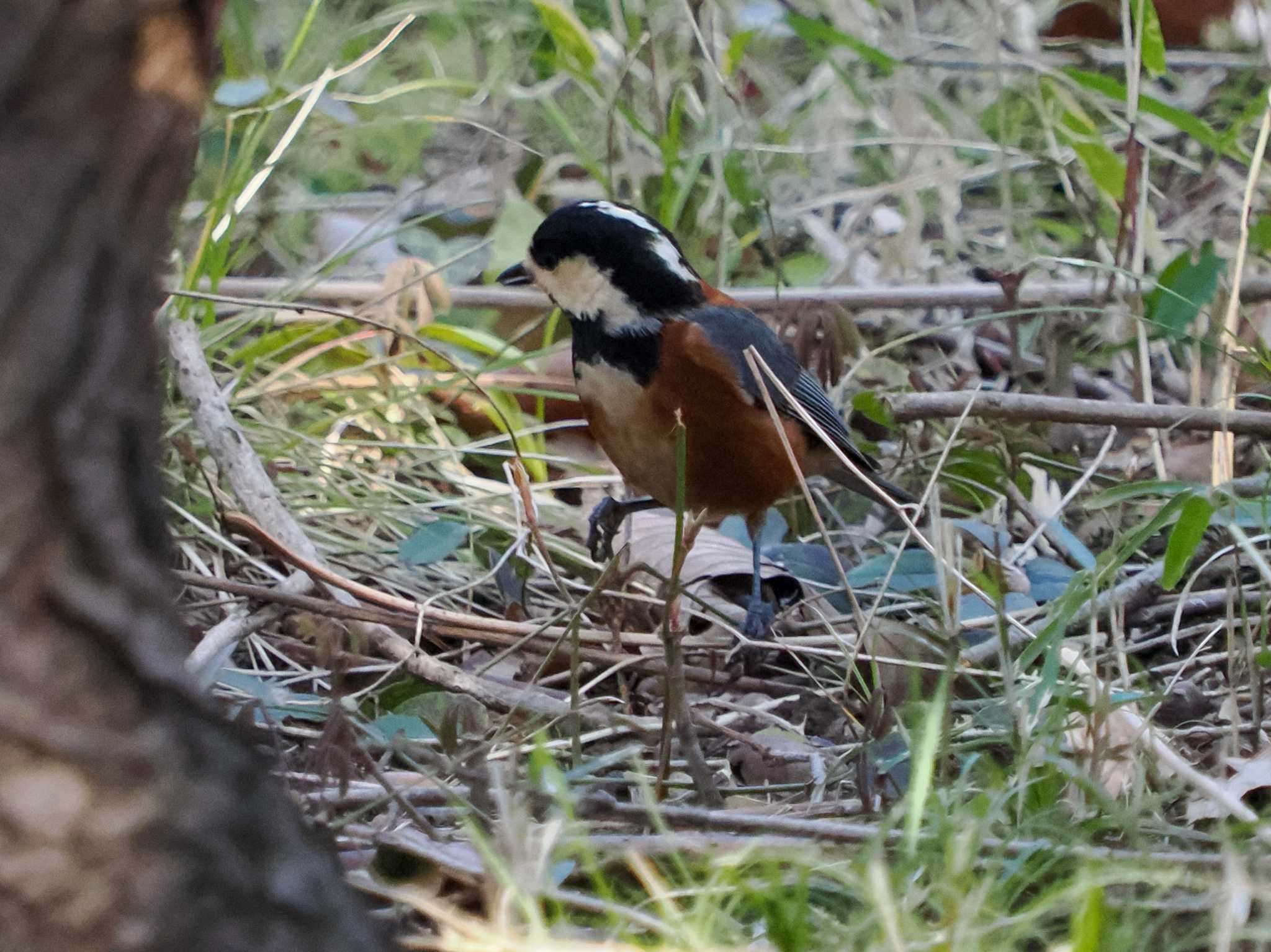 Varied Tit