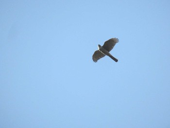 Sun, 3/17/2024 Birding report at 神奈川県横浜市