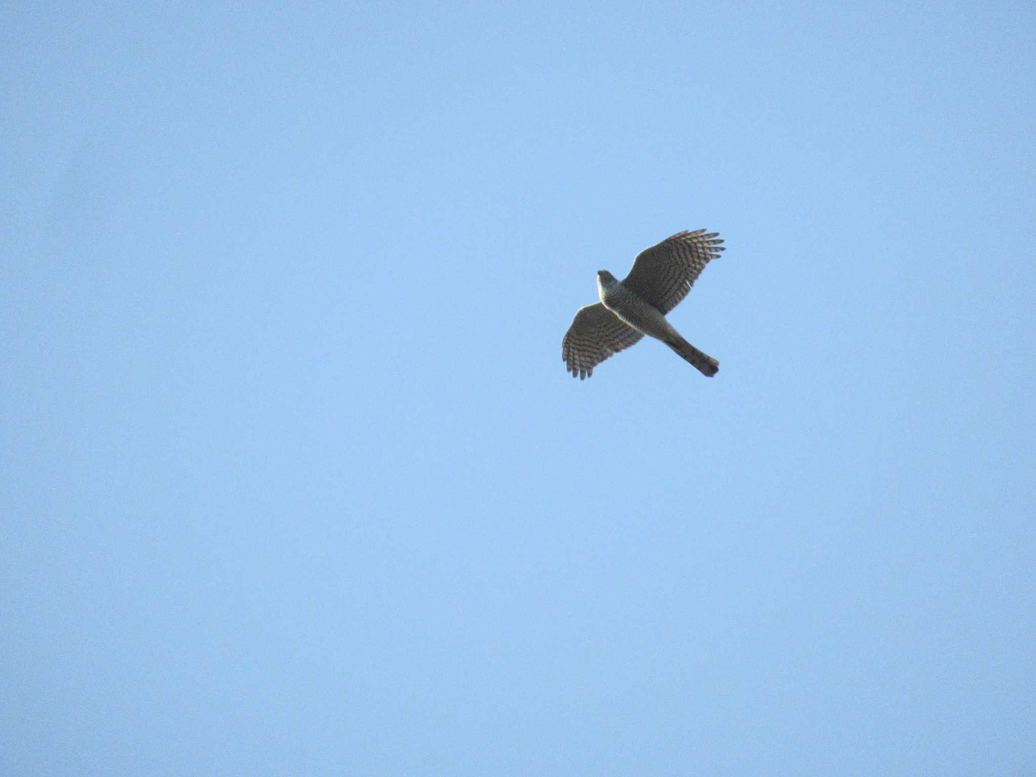 Eurasian Sparrowhawk