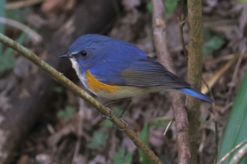 Red-flanked Bluetail Mt. Takao Sun, 3/17/2024