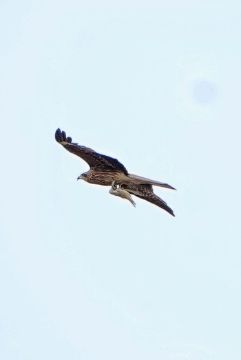 Black Kite Watarase Yusuichi (Wetland) Sun, 3/17/2024