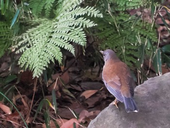 Pale Thrush Imperial Palace Sat, 3/16/2024