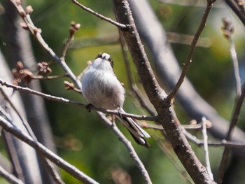 Long-tailed Tit Imperial Palace Sat, 3/16/2024