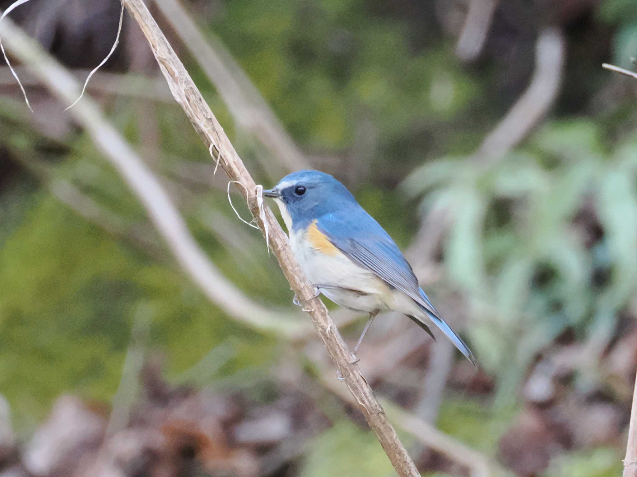 Red-flanked Bluetail