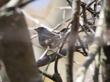 Grey Bunting Hayatogawa Forest Road Sun, 3/17/2024