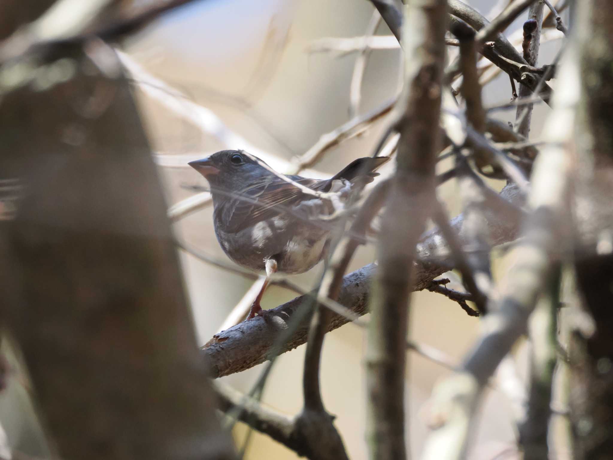 早戸川林道 クロジの写真 by こむぎこねこ