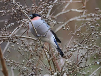 2024年3月17日(日) 早戸川林道の野鳥観察記録