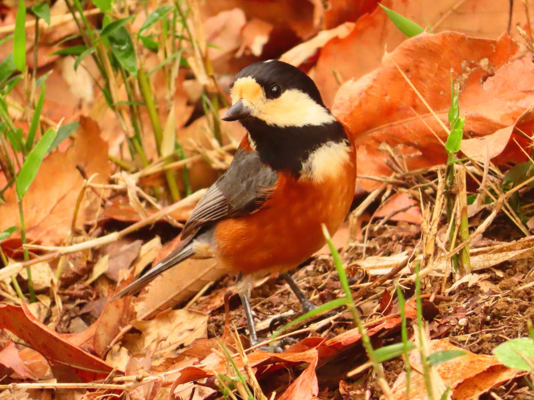 Photo of Varied Tit at Maioka Park by ゆ