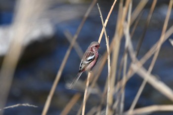 Sun, 2/11/2024 Birding report at 鹿沼出会いの森