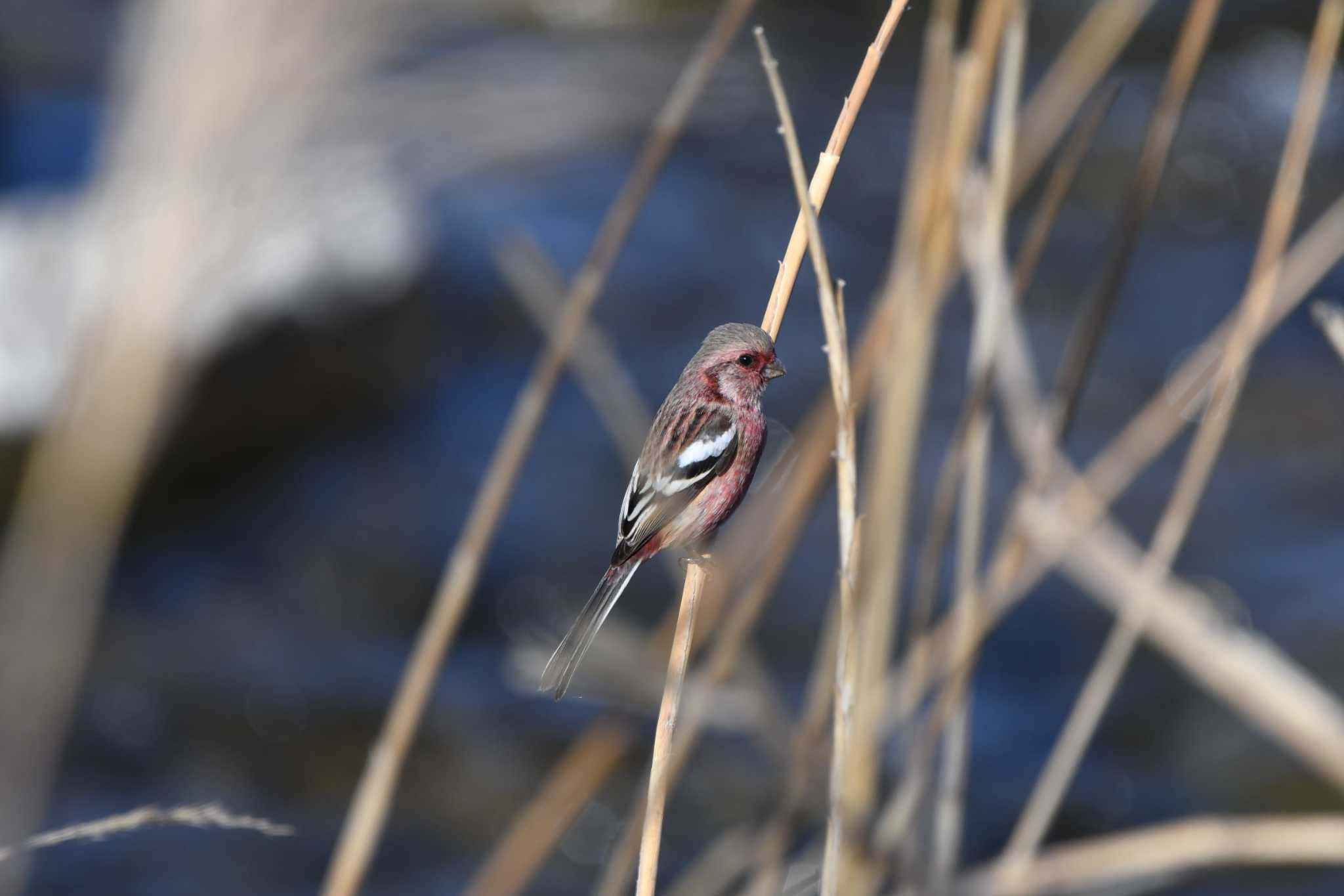 Siberian Long-tailed Rosefinch