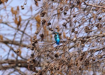 Common Kingfisher 大阪府 Sat, 3/16/2024