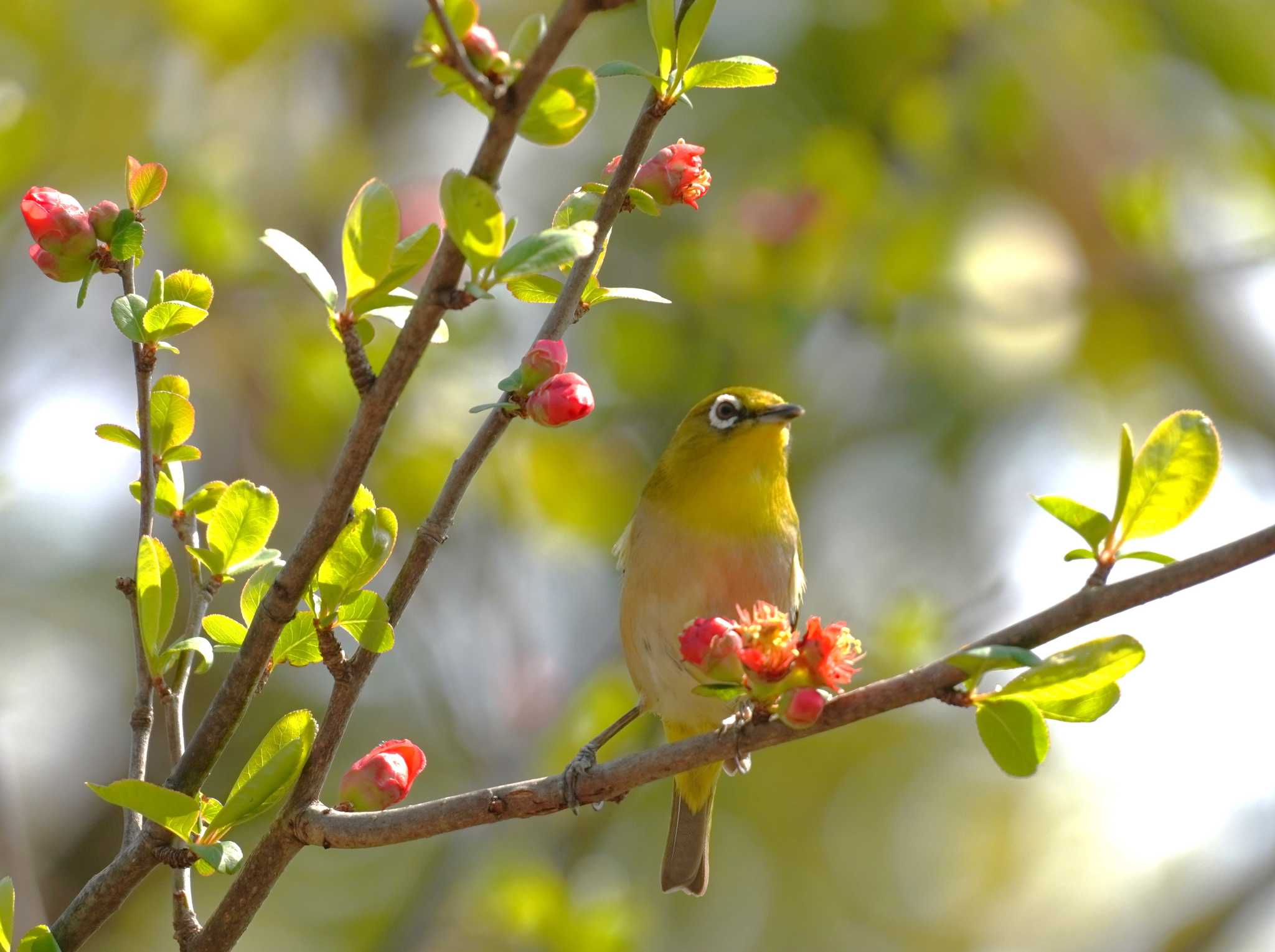 Warbling White-eye