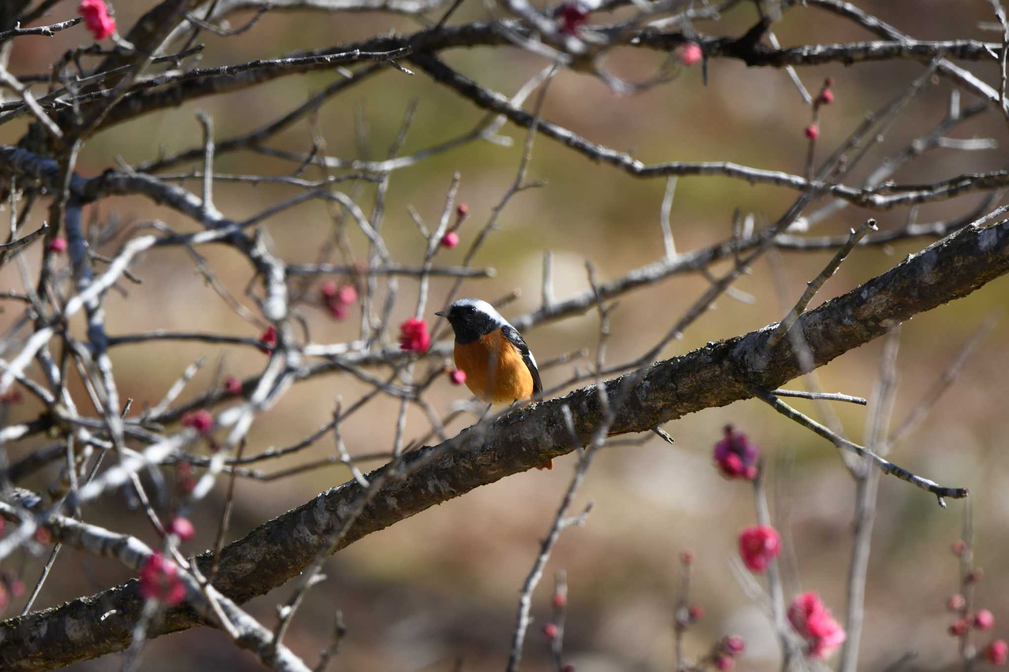 Daurian Redstart