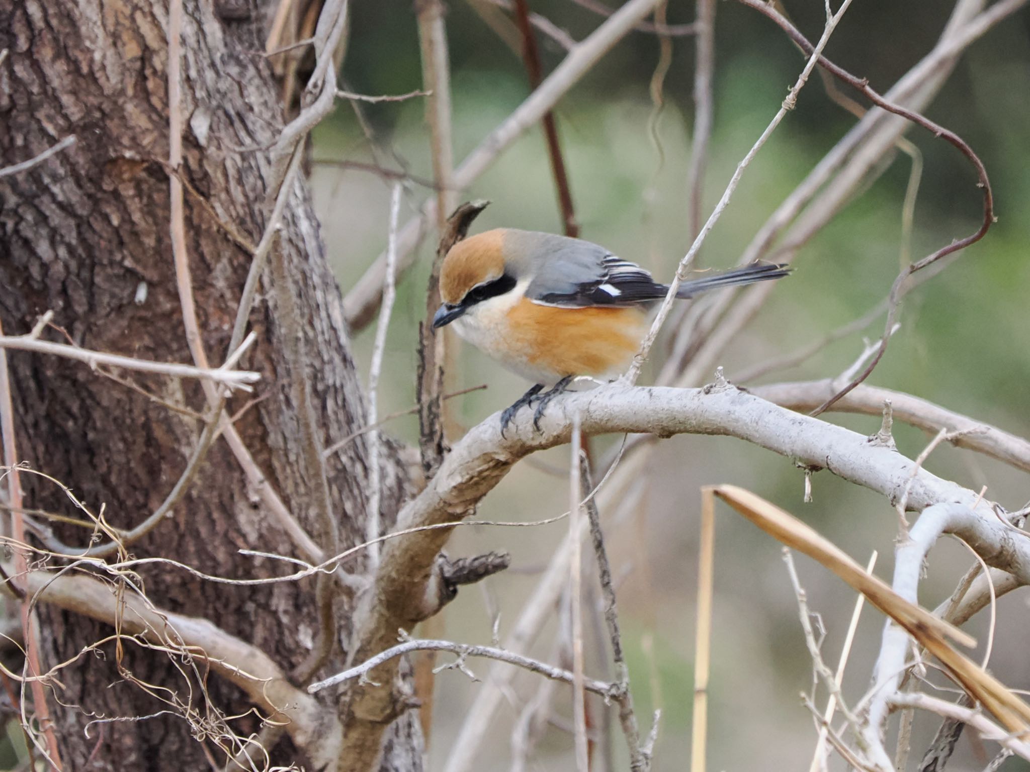 Bull-headed Shrike