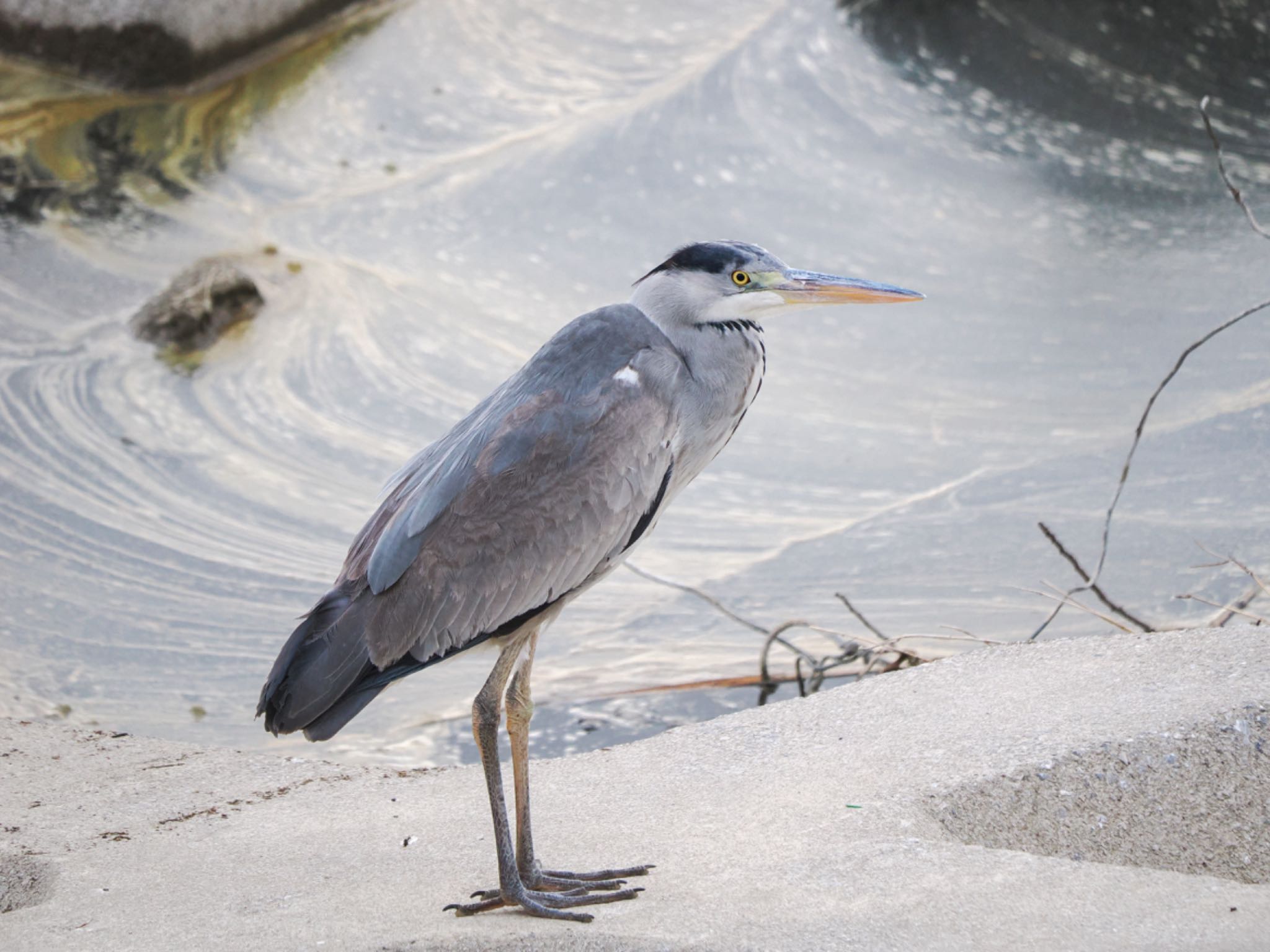 Grey Heron