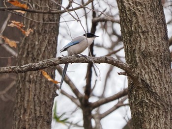 Sat, 3/2/2024 Birding report at 上奥富運動公園