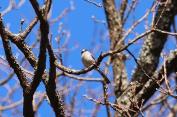 Long-tailed Tit 志高湖 Fri, 3/15/2024