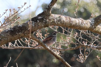 Dusky Thrush 志高湖 Fri, 3/15/2024