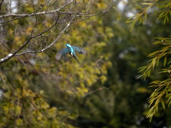 カワセミ 洞峰公園 2024年3月17日(日)